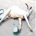 Disease Outbreak: Over 1000 Cattle Killed As FG, Taraba Govt Move To Curtail Infection