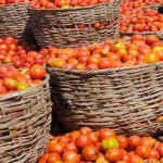 Tomato Scarcity Caused By Farm Infestation, Says Agric Minister