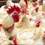 Christmas: Poultry Farmers Anticipate Low Chicken Sales